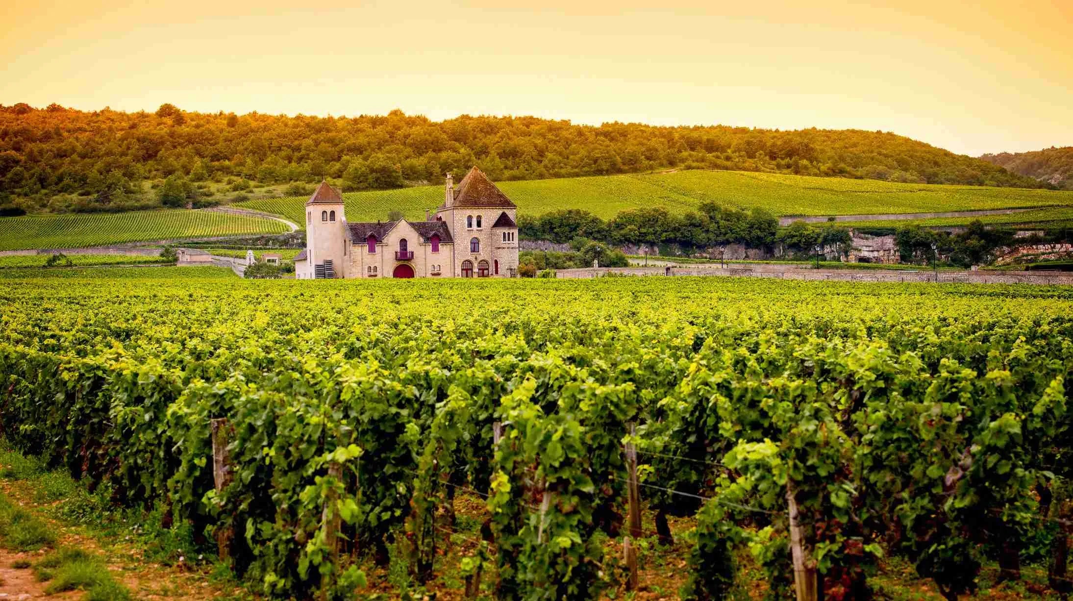 Chardonnay Wine in Kenya: French Elegance at Le Decanter